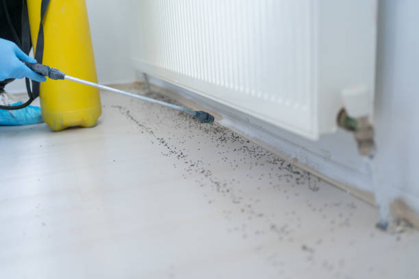 Best Emergency Pest Control  in North Babylon, NY