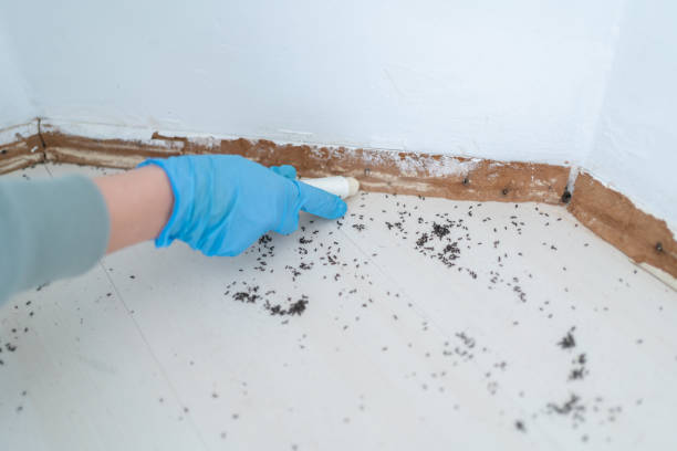 Insect Control in North Babylon, NY